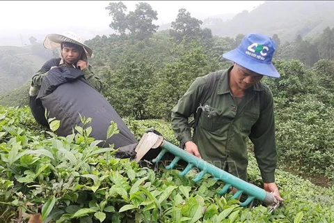 2024年第二季度，越南茶叶出口量达3.54万吨，出口额达6270万美元。图自越通社