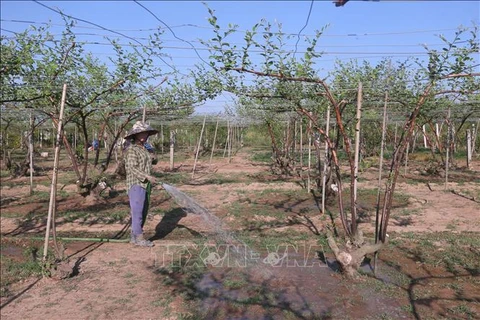 海防市旁罗青枣种植区。图自越通社