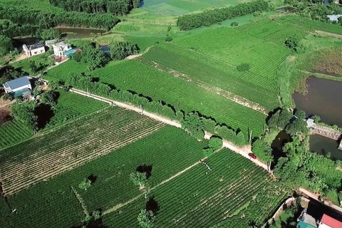 目前，海河县的茶树种植面积达800公顷。图自《人民报》