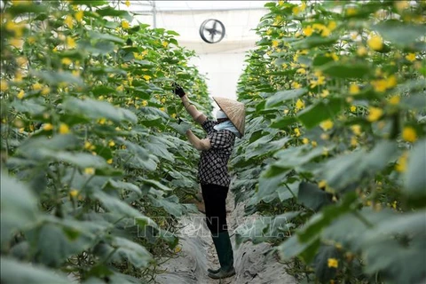 La coopérative de légumes de Yen Dung, province de Bac Giang, applique le référentiel VietGap dans ses cultures maraîchères. Photo: VNA