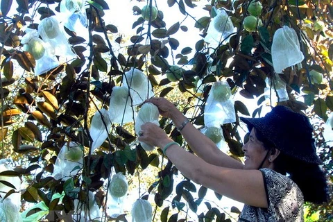 Pommes de lait de Lo Ren, province de Tien Giang. Photo d'archives: VNA