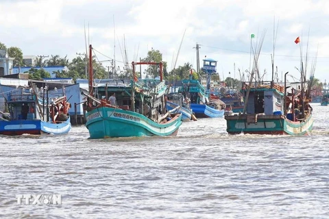 La province de Ca Mau compte encore 274 bateaux de pêche dans la catégorie des "3 Non". Photo: VNA