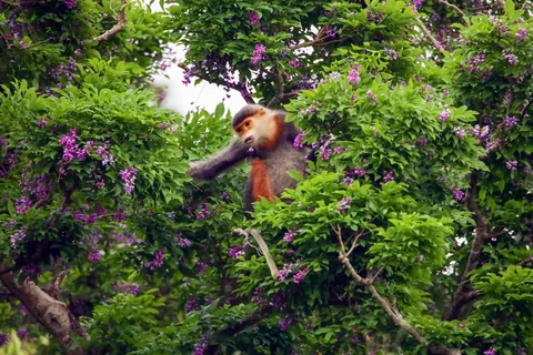 Tourists dazzled by purple flowers on Son Tra Peninsula