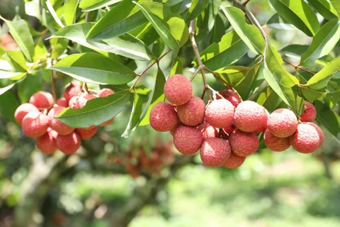 Bac Giang lychees promoted in Thailand