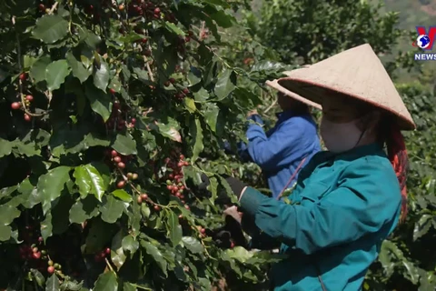 Vietnam’s coffee exports possibly top 5 billion USD for first time