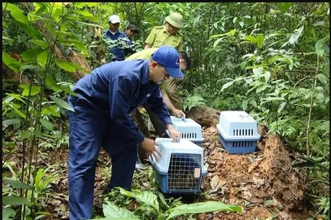 Over 20 rare wild animals released (Photo VNA)