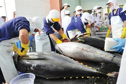 Workers process tuna for export. Tuna exports are projected to increase by 20% in the first half of this year to 456.8 million USD. (Photo: vietnamnews.vn) 