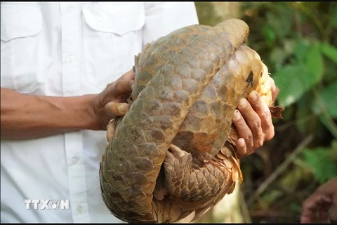 A pangolin is released into the wild in Binh Phuoc (Photo: VNA)