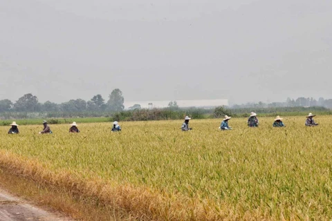 Agricultural labourers working in a rice field in Suphan Buri province, Thailand (Photo: bangkokpost.com)