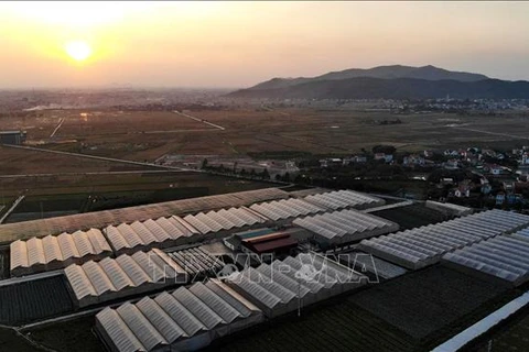 Bac Giang expects to have 60 cooperatives applying hi-tech (Photo: VNA)