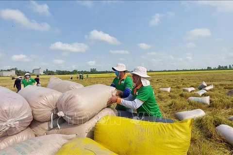 Rice exports top 6.1 million tonnes in eight months (Photo: VNA)