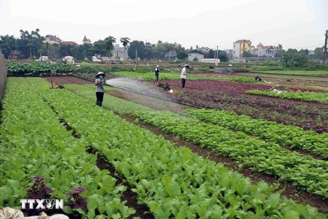 Hanoi focusing on market-oriented agricultural production (Photo: VNA)