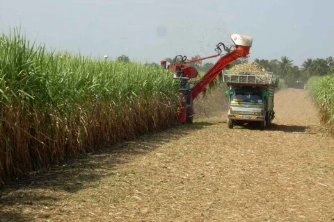 Thailand optimistic about domestic sugar supply (Photo: bangkokpost.com)