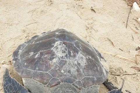 Rare green sea turtle released in Quang Tri (Photo: VNA)