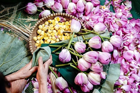 La saison des lotus va de mai à septembre. Grâce aux conditions pédoclimatiques spéciales, ces fleurs dégagent un parfum plus fort que celles cultivées dans d’autres régions. C’est pour cette raison que les producteurs ne choisissent que les lotus du lac de l’Ouest. Photo: VNA