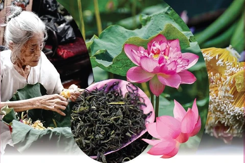 El oficio de elaborar té con aroma de loto Quang An 