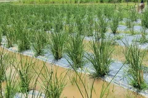 Vetiver grass (Photo: giaoducthoidai.vn)