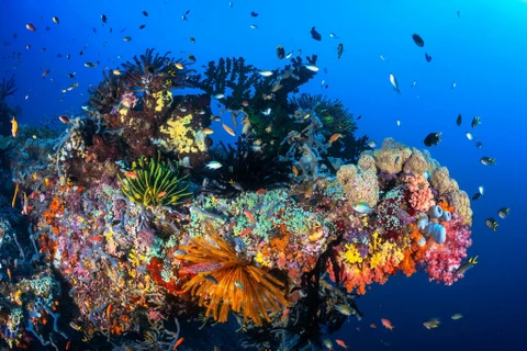 Indonesia is located at the heart of the Coral Triangle (Photo: econusa.id)