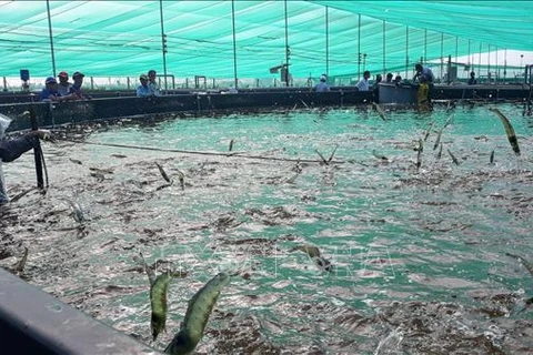 The shrimp sector is suggested to develop in value chain to improve its competitive edge. (Photo: VNA)