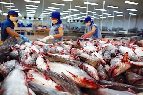 Vietnam gains 114 million USD from tra fish export to the CPTPP markets as of June 15. (Photo: baodautu.vn)