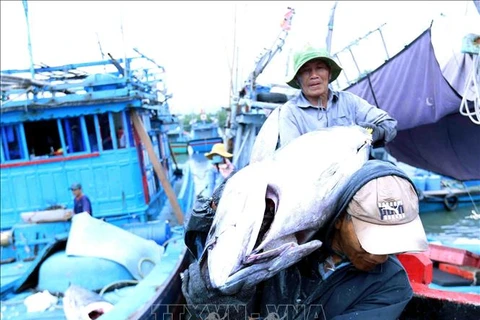 Binh Dinh fishermen transport tuna to Tam Quan Bac port, Hoai Nhon district. (Photo: VNA)