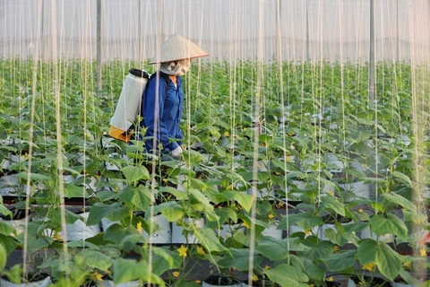 Disease prevention measures have been carried out for local crops. (Photo: bacgiang.gov.vn)