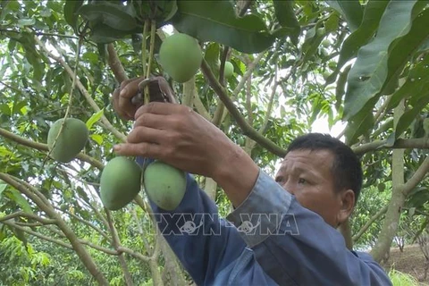 2024 mango festival opens in Son La province