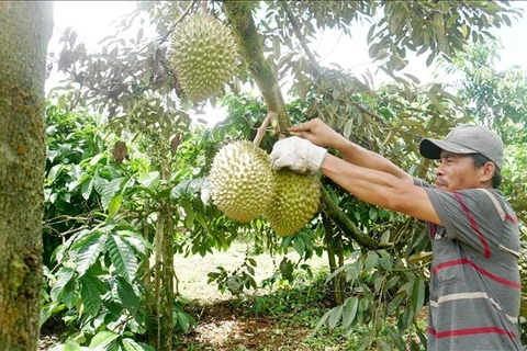 VietGAP durians boost Jrai ethnic group economy in Gia Lai