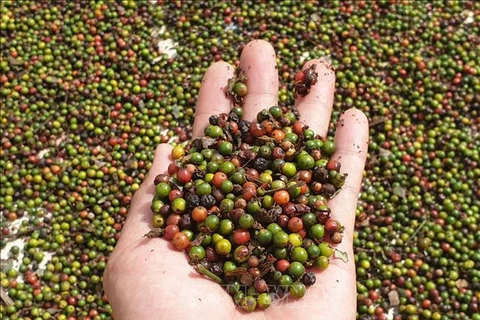 Vietnam's pepper export nears 500 million USD