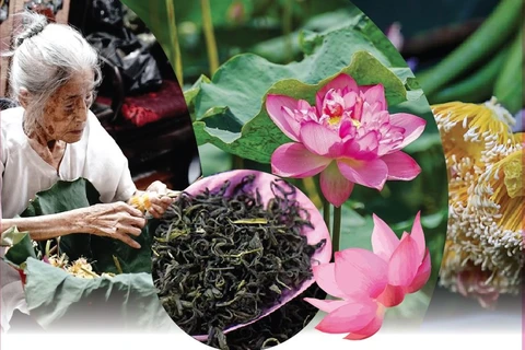 Quang An lotus-scented tea making craft listed among national intangible cultural heritage