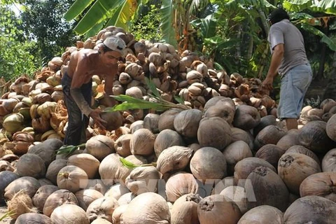 Coconut export forecast to hit 1 billion USD this year