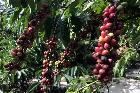 Vietnam on quest for specialty coffee development