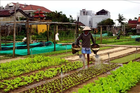 Heritage vegetable village in Hoi An – attraction for western tourists