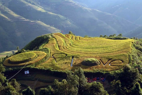 Golden-ripened rice season in Son La province