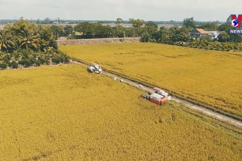 Vietnamese rice export prices stay high in H1