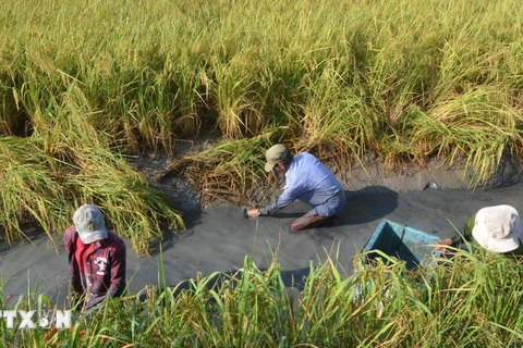 该提案的水稻种植模式在芹苴2024年夏秋作物中带来了积极成果。图自越通社