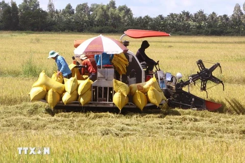 Los agricultores de Nga Nam (Soc Trang) cosechan arroz de invierno-primavera de 2023-2024. (Fuente: VNA)