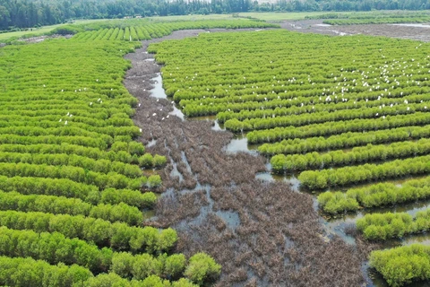 Restauración del "cinturón verde" en la costa central del sur de Vietnam