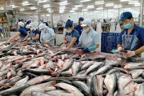  Рыба пангасиуса, обработанная для экспорта (Фото: VOV) 