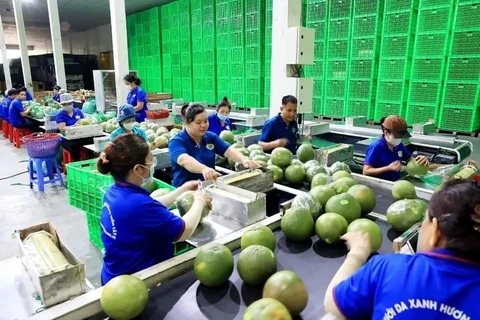 Линия по упаковке зеленокожих помело на экспорт в районе Мо Кай Бак, провинция Бенче. (Фото: ВИA)