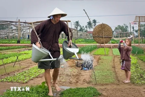 Turistas extranjeros experimentan las actividades diarias en la aldea turística de Tra Que en la provincia de Quang Nam (Fuente: VNA)