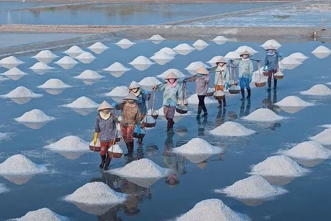 Les champs de sel de Sa Huynh, dans la province de Quang Ngai, sont les plus importants au Centre. Source : topquangngai.vn