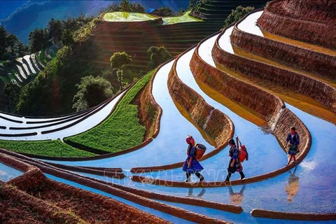 Les rizières en terrasses de Mù Cang Chai à la saison de mise en eau. Photo: VNA