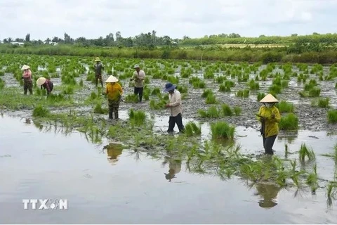 Les agriculteurs de Cà Mau commencent à planter du riz sur des terres d'élevage de crevettes. Photo : VNA