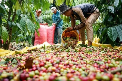 Le café en tête des produits d'exportation phares du Vietnam vers la Russie en 5 mois. Photo: VNA