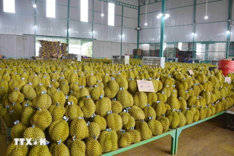 Récolte de durians dans la province de Dak Lak, dans les Hauts Plateaux du Centre. Photo : VNA