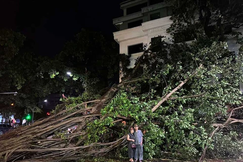 Ce vieil homme et sa femme font leurs adieux au banian qu’il avait planté en 1972, rue Phung Hung, à Hanoi. Avec le vide qu’a laissé l’arbre après le passage du typhon Yagi, c’est tout un pan de souvenirs qui s’écroule. Photo : laodong.vn