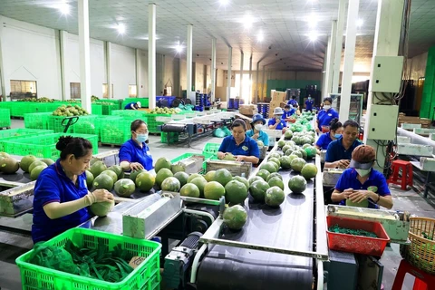 Emballage de pamplemousses pour l’exportation à l’entreprise Huong Miên Tây, dans la province de Bên Tre (Sud). Photo : VNA