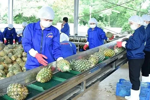 Transformation d’ananas pour l’exportation à la Dong Giao Foodstuff Export Joint Stock Company dans la province de Ninh Binh. Photo : VNA