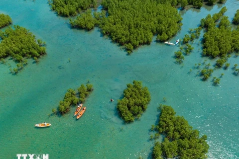 Forêt de mangroves de la baie de Dam, baie de Nha Trang, province de Khanh Hoa vue d'en haut. Photo: VNA